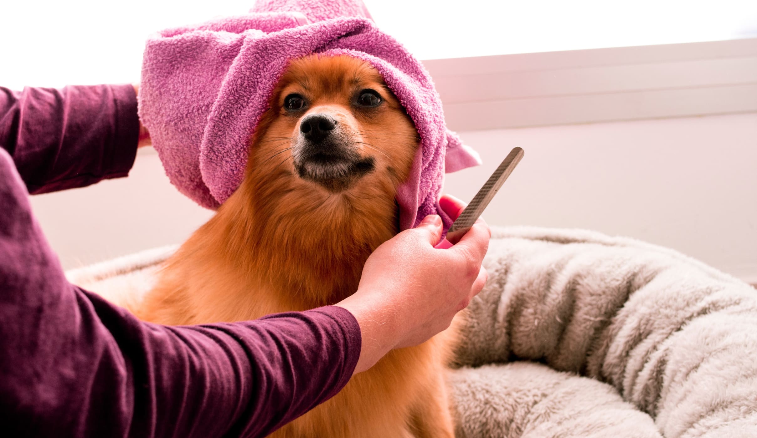 Pet Grooming Tips Every Owner Should Know